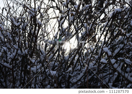 冬季,枯樹樹枝上的積雪縫隙中可以看到陽光的景觀。 冬季,枯樹樹枝上的積雪縫隙中可以看到陽光的景觀。 111287570