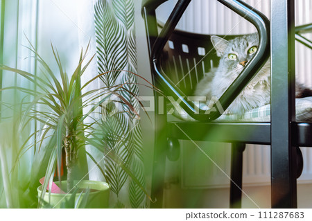 Domestic gray cat sits on pillow on wooden chair, looks out window 111287683