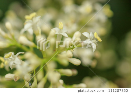 White flowers of Wax-leaf privatus blooming in the forest in early summer 111287860