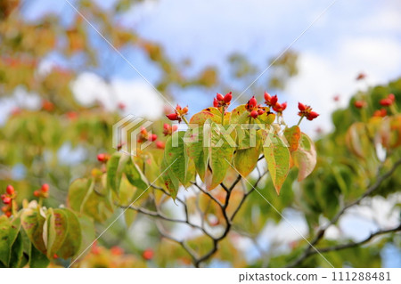 山茱萸紅果 111288481