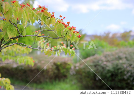 山茱萸紅果 111288482