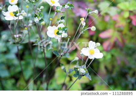 Shuigayuki flower 111288895