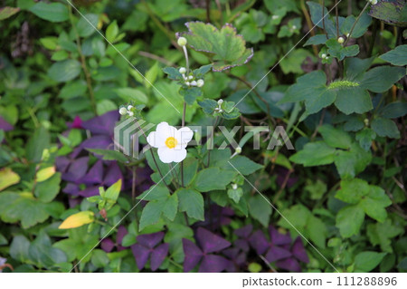 Shuigayuki花 Shuigayuki花 111288896
