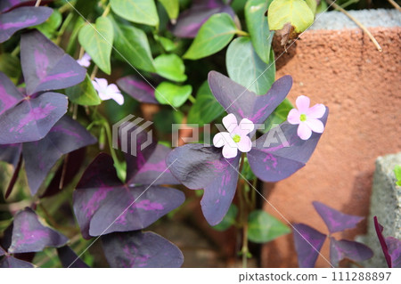Oxalis Flower Trian Glaris 111288897