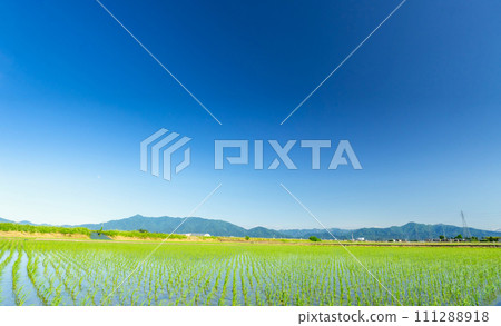 Rice fields in Niigata Prefecture, a rice-producing region Rice fields in Niigata Prefecture, a rice-producing region 111288918