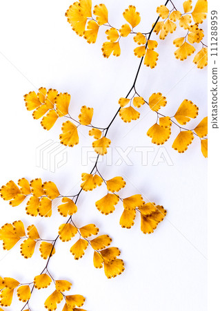 withered adiantum leaves withered adiantum leaves 111288959