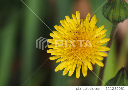 Nogenti flowers Nogenti flowers 111289061