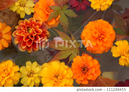 漂浮在水面上的花朵和楓樹 漂浮在水面上的花朵和楓樹 111289455