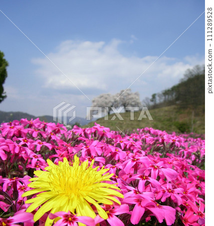 Dandelion and Shibazakura 111289528