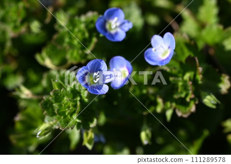 巨型角鯊花，又稱“星眼” 111289578