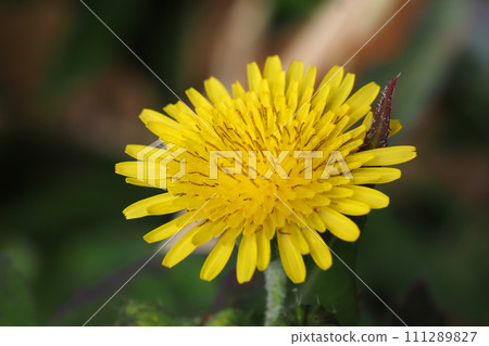 Nogenti flowers Nogenti flowers 111289827