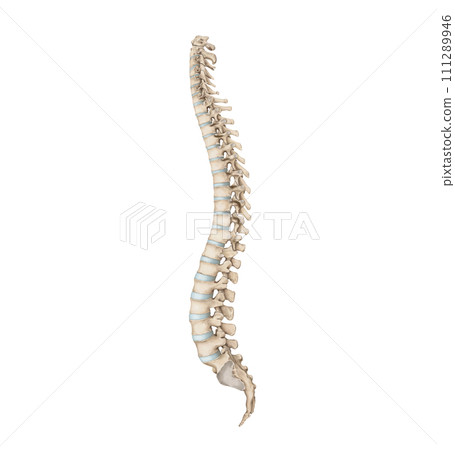 spine 111289946