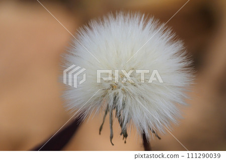 Cornus officinalis fluff 111290039