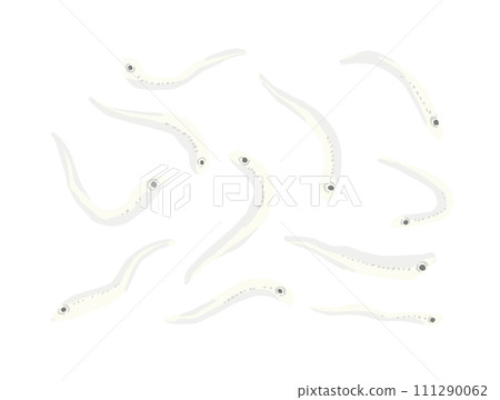 銀魚的插圖素材,一張一張繪製的離散的、單獨的插圖。 銀魚的插圖素材,一張一張繪製的離散的、單獨的插圖。 111290062