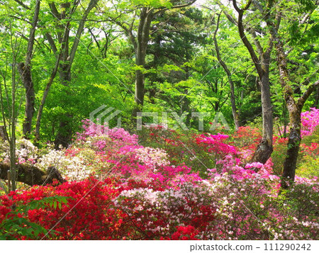A landscape of fresh green forest and colorful azaleas blooming in early summer A landscape of fresh green forest and colorful azaleas blooming in early summer 111290242