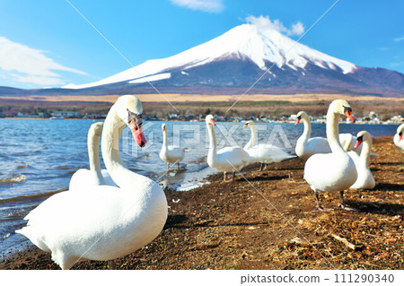 Yamanashi Prefecture: Lake Yamanaka in the blue sky, swans, and Mt. Fuji 111290340