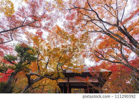 秋天的京都,秋葉覆蓋的常寂光寺,仁王門與石階方法 秋天的京都,秋葉覆蓋的常寂光寺,仁王門與石階方法 111290392