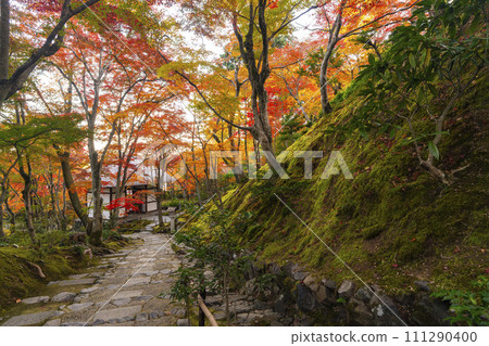 秋天的京都,常寂光寺,從末吉坂看到的秋葉覆蓋的仁王門 秋天的京都,常寂光寺,從末吉坂看到的秋葉覆蓋的仁王門 111290400