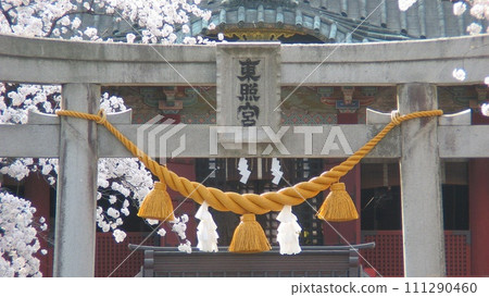 大田市瀨田東照宮櫻花盛開(2018年3月29日)。櫻技.淡粉色在微風中翩翩起舞 大田市瀨田東照宮櫻花盛開(2018年3月29日)。櫻技.淡粉色在微風中翩翩起舞 111290460