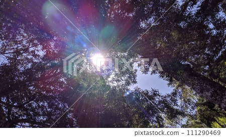 從茂密的樹木中看到的天空 從茂密的樹木中看到的天空 111290469