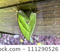 Luna moths mating on a wooden background. 111290526