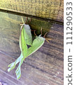 Luna moths mating on a wooden background. 111290533