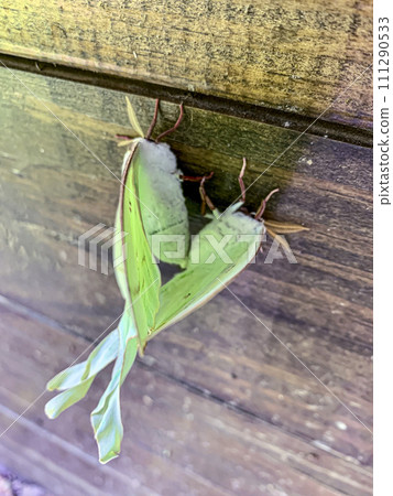 Luna moths mating on a wooden background. 111290533