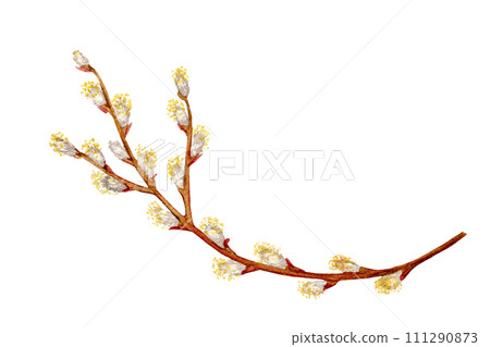 branch of a blooming willow for Easter drawn in watercolor for holiday cards and decoration 111290873