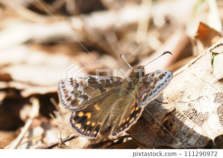 Miyama Seseri (male) 111290972