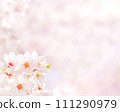 盛開的櫻花和複製空間（春天圖像背景素材） 111290979