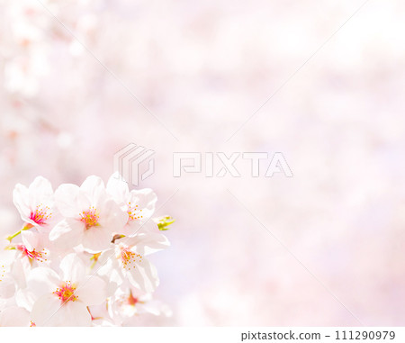 盛開的櫻花和複製空間(春天圖像背景素材) 盛開的櫻花和複製空間(春天圖像背景素材) 111290979
