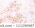 盛開的櫻花（春天影像素材） 111290987
