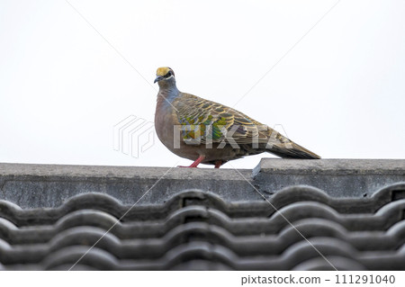 Photograph of a Pigeon standing on a tiled roof Photograph of a Pigeon standing on a tiled roof 111291040