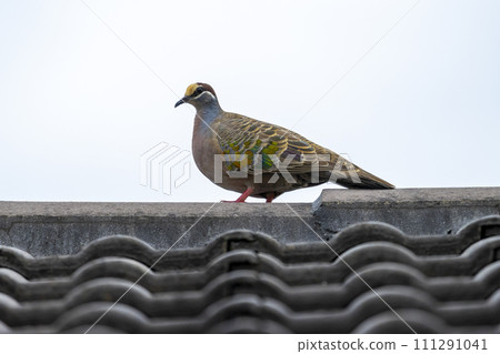 Photograph of a Pigeon standing on a tiled roof 111291041