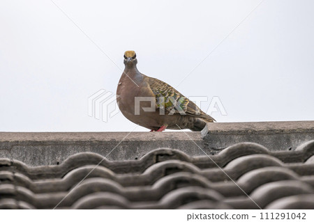 Photograph of a Pigeon standing on a tiled roof Photograph of a Pigeon standing on a tiled roof 111291042