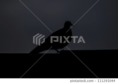 Photograph of a Pigeon standing on a tiled roof Photograph of a Pigeon standing on a tiled roof 111291044
