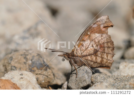 Tenured butterfly Tenured butterfly 111291272