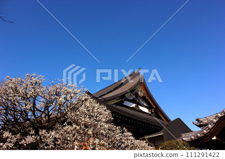 Clear blue sky and plum blossoms blooming at Fukuzoin (5) Clear blue sky and plum blossoms blooming at Fukuzoin (5) 111291422
