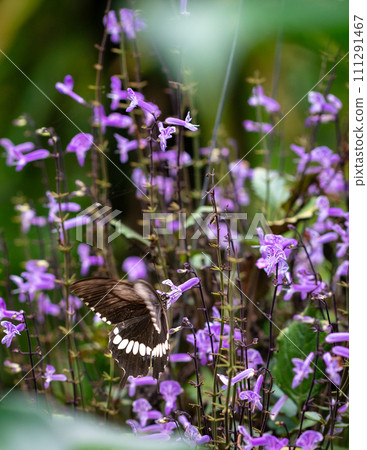 Mona Lavender in a garden with a butterfly. 111291467