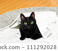 A black cat with bright eyes peeking out from the newspaper 111292028