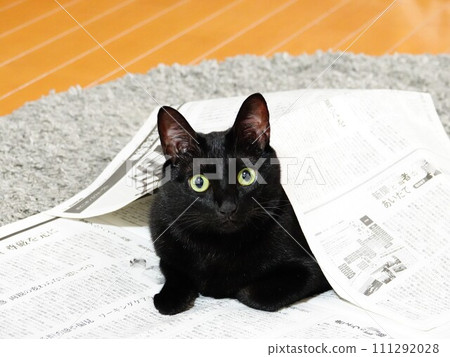 A black cat with bright eyes peeking out from the newspaper A black cat with bright eyes peeking out from the newspaper 111292028