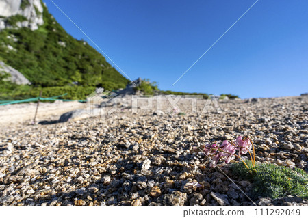 在碎石地上綻放的小草 在碎石地上綻放的小草 111292049