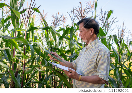 A senior, experienced Asian male farmer or agronomist is working in a corn field. A senior, experienced Asian male farmer or agronomist is working in a corn field. 111292091