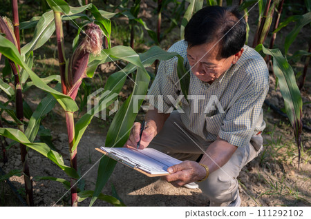 An experienced Asian male farmer working in a corn field, checking the quality of the corn crops. 111292102