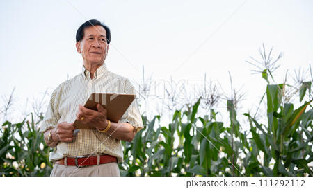 A senior farmer or corn farm owner working in a corn field, inspecting the quality of corn corps. A senior farmer or corn farm owner working in a corn field, inspecting the quality of corn corps. 111292112