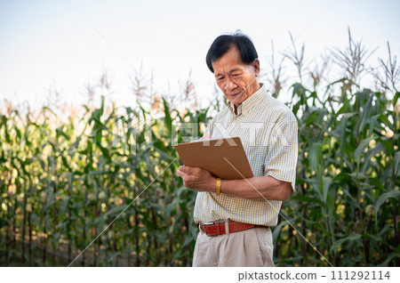 A senior farmer or corn farm owner working in a corn field, inspecting the quality of corn corps. A senior farmer or corn farm owner working in a corn field, inspecting the quality of corn corps. 111292114