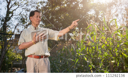 Senior Asian farmer or corn farm owner inspecting the corn crops in his corn field. Senior Asian farmer or corn farm owner inspecting the corn crops in his corn field. 111292136