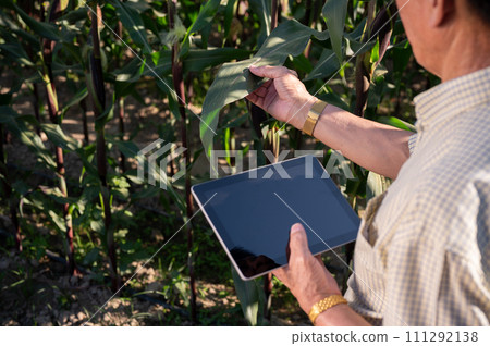 Close-up image of an experienced Asian farmer using his digital tablet and working in his corn field Close-up image of an experienced Asian farmer using his digital tablet and working in his corn field 111292138