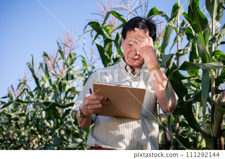 A tired and overworked senior Asian male farmer working in his corn field on a sunny day. A tired and overworked senior Asian male farmer working in his corn field on a sunny day. 111292144