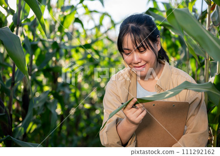 A young, satisfied Asian female agronomist or farmer is working in a corn field. A young, satisfied Asian female agronomist or farmer is working in a corn field. 111292162